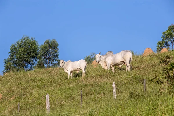 Nelore sığır arazide yüksek tepeye. Sao Paulo, Brezilya