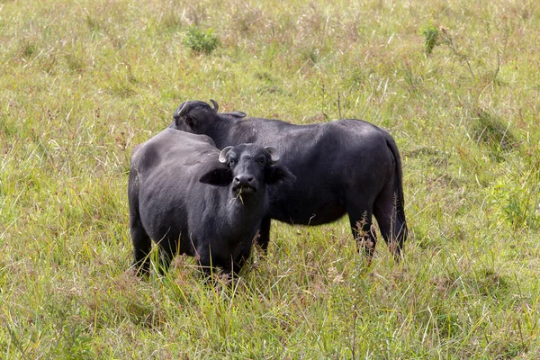 Bufalo Günbatımı Işığında Yüksek Çim Arazide Iguape Sao Paulo Brezilya — Stok fotoğraf