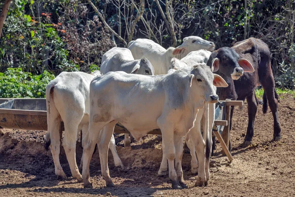 Samców Cieląt Przekraczanie Nellore Brahman Żywiące Się Koryta Środku Pastwiska — Zdjęcie stockowe