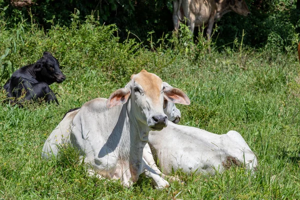 Crossbreed Cattle Green Pasture Trees Background Sao Paulo State Brazil — Stock Photo, Image