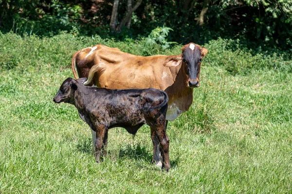 Vaca Com Bezerro Pasto Verde Com Árvores Fundo São Paulo — Fotografia de Stock