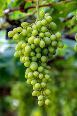 Yeşil üzüm bağ asılı demet. Sao Roque, Brezilya.