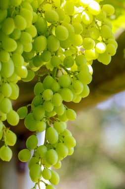 Yeşil üzüm bağ asılı demet. Sao Roque, Brezilya.