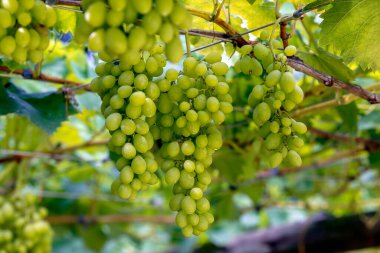 Yeşil üzüm bağ asılı demet. Sao Roque, Brezilya.
