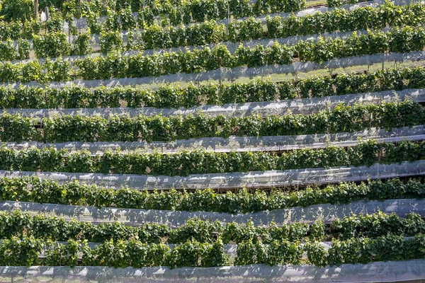 Vista Vigneto Con Viti Ricoperte Rete Proteggere Frutti San Roque — Foto Stock