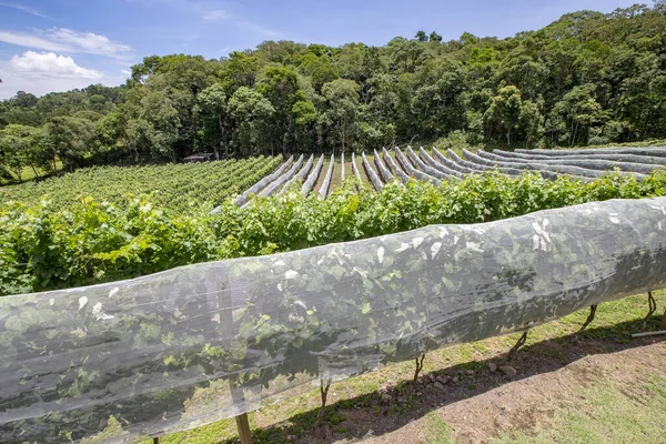 View Vineyard Vines Covered Net Protect Fruits Sao Roque Sao — Stock Photo, Image