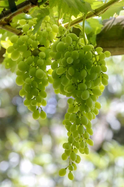 Pęczek Zielonych Winogron Wiszące Winnicy Miasto Gmina Brazylii Stanie São — Zdjęcie stockowe