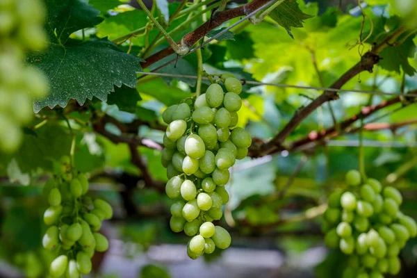 Pęczek Zielonych Winogron Wiszące Winnicy Miasto Gmina Brazylii Stanie São — Zdjęcie stockowe