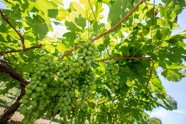 Grapevine Pełne Pęczki Zielonych Winogron Począwszy Dojrzewania Sao Roque Stanu — Zdjęcie stockowe