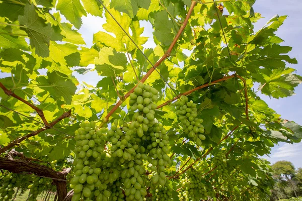 Grapevine Pełne Pęczki Zielonych Winogron Począwszy Dojrzewania Sao Roque Stanu — Zdjęcie stockowe