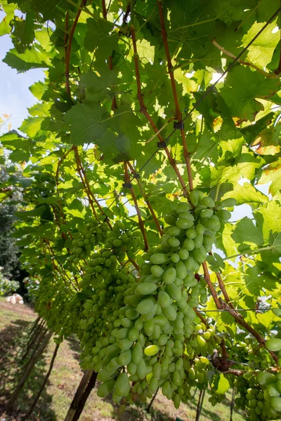 Grapevine Pełne Pęczki Zielonych Winogron Począwszy Dojrzewania Sao Roque Stanu — Zdjęcie stockowe