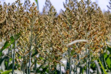 Sorghum bitkilerinin yakınlaştırılması, püsküllerin renginin belirtilmesi. Sao Paulo Eyaleti, Brezilya