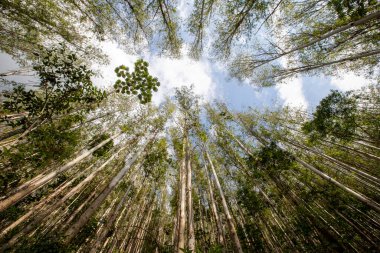 Okaliptüs fidanlığı alacakaranlıkta Brezilya açılı merceğin kırsal kesiminde görüldü..