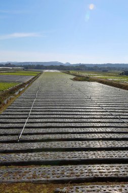Sebze ekmede sulama sistemi devrede. Sao Paulo Eyaleti. Brezilya