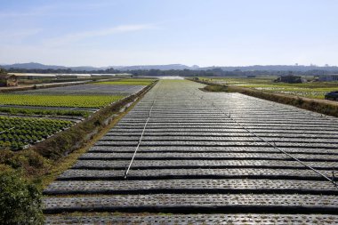 Sebze ekmede sulama sistemi devrede. Sao Paulo Eyaleti. Brezilya