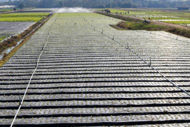 Sebze ekmede sulama sistemi devrede. Sao Paulo Eyaleti. Brezilya