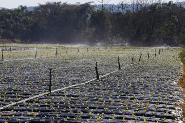 Sebze ekmede sulama sistemi devrede. Sao Paulo Eyaleti. Brezilya