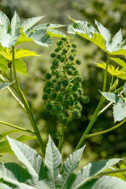 Hint fasulyesi, yağ ve biyodizel üretimi için kullanılan meyve. Sao Paulo Eyaleti, Brezilya