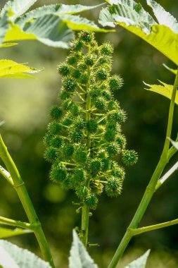 Hint fasulyesi, yağ ve biyodizel üretimi için kullanılan meyve. Sao Paulo Eyaleti, Brezilya