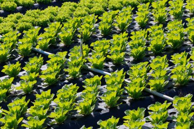 Marul çiftliği genel bakışı. Sao Paulo Eyaleti, Brezilya