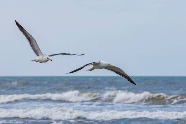 Deniz dalgaları arasında, kumsalın kenarında balık tutan martılar. Maresias, Sao Paulo Eyaleti, Brezilya