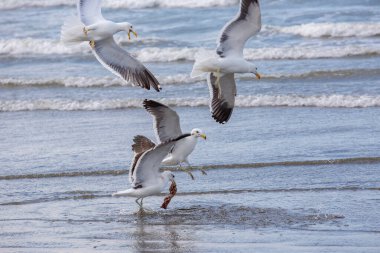 Deniz dalgaları arasında, kumsalın kenarında balık tutan martılar. Maresias, Sao Paulo Eyaleti, Brezilya
