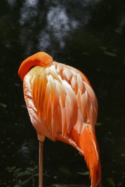 Flamingo yakın plan, Phoenicopterus ruber, karanlık arka plan. Brezilya