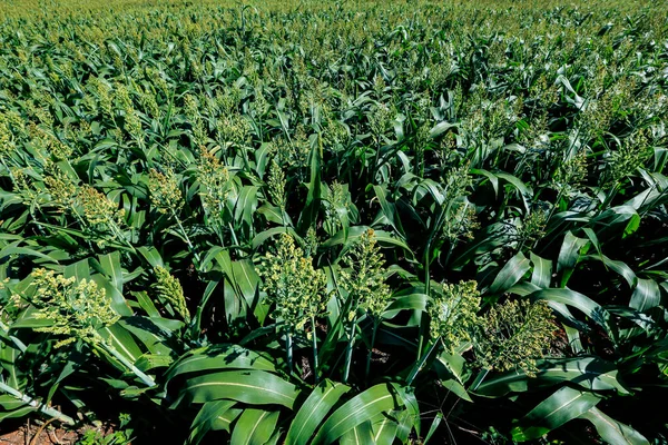 Primer Plano Plantación Sorgo Estado Sao Paulo Brasil —  Fotos de Stock