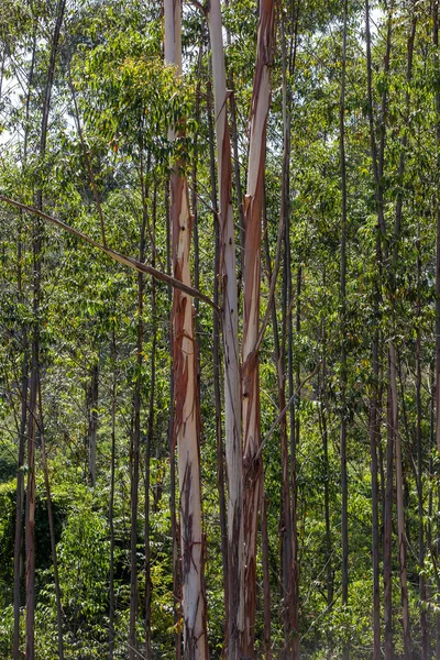 Primer Plano Plantación Eucalipto Estado Sao Paulo Brasil —  Fotos de Stock