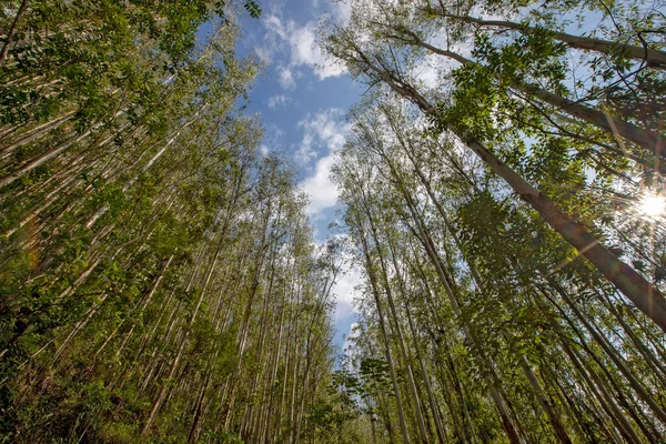 Eucalyptus Plantage Sett Nedifrån Och Upp Skymningen Bredvinkelobjektiv Brasilien — Stockfoto