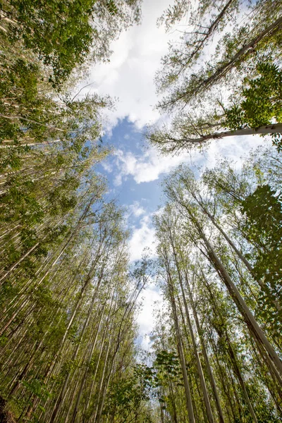 Eucalyptus Plantage Sett Nedifrån Och Upp Skymningen Landsbygden Brazilbrett Vinkelobjektiv — Stockfoto