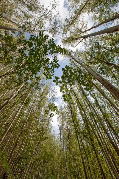 Eucalyptus Plantation Seen Bottom Dusk Countryside Brazilwide Angle Lens — Stock Photo, Image