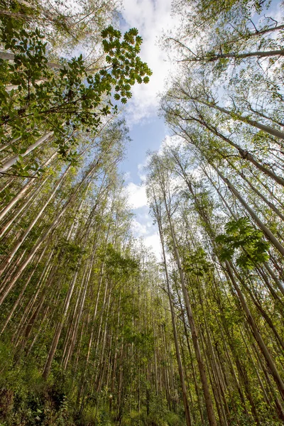 Eucalyptus Plantage Sett Nedifrån Och Upp Skymningen Landsbygden Brazilbrett Vinkelobjektiv — Stockfoto