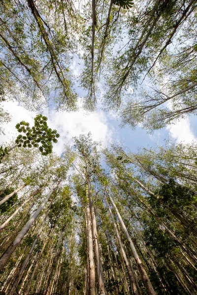Eucalyptus Plantation Seen Bottom Sunk Countryside Brazilwide Angle Lens — Stock fotografie