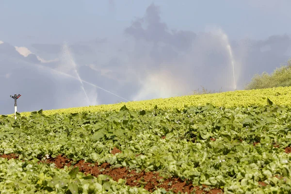 Irrigation Lettuce Plantation Sao Paulo State Brazil — Stock Photo, Image