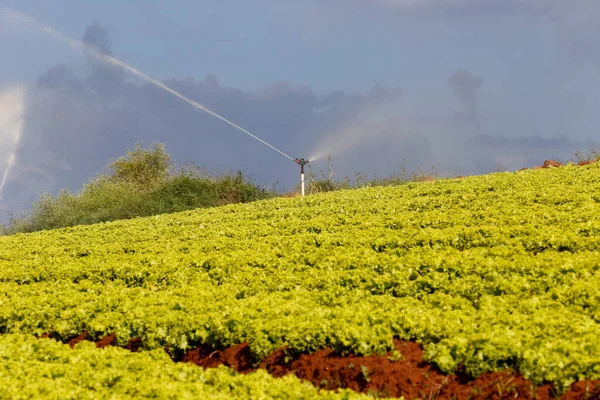 Irrigation Dans Plantation Laitue État Sao Paulo Brésil — Photo