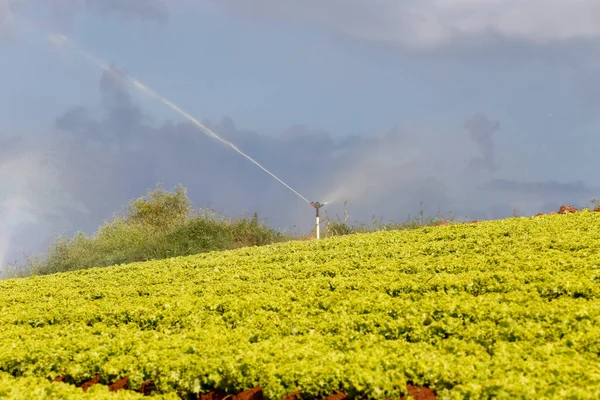 Irrigatie Sla Plantage Sao Paulo Brazilië — Stockfoto