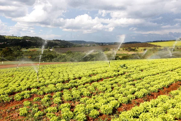 Irrigazione Piantagione Lattuga Stato San Paolo Brasile — Foto Stock
