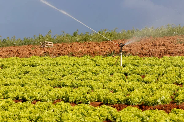 Irrigação Plantação Alface São Paulo Brasil — Fotografia de Stock