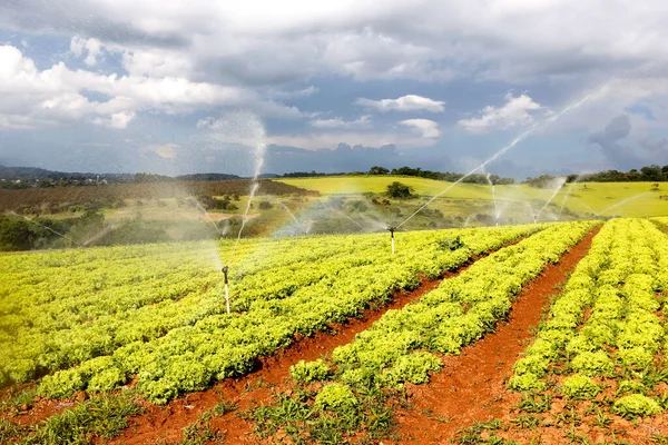 Irrigation Dans Plantation Laitue État Sao Paulo Brésil — Photo