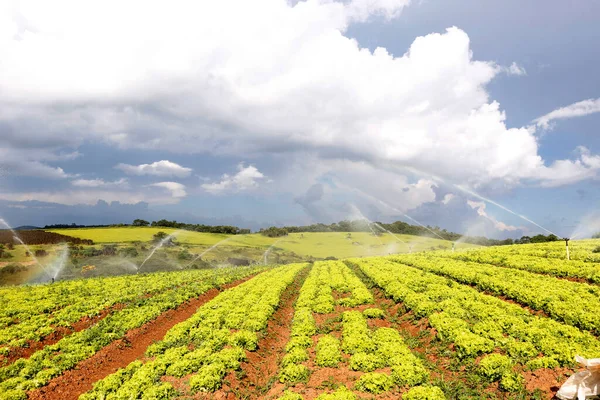 Irrigation Dans Plantation Laitue État Sao Paulo Brésil — Photo