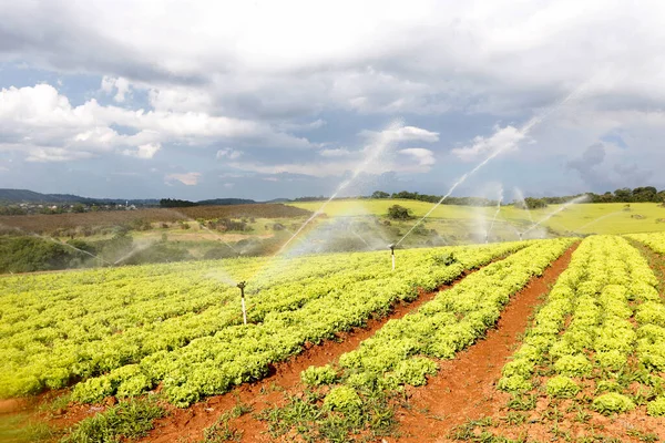 Irrigation Dans Plantation Laitue État Sao Paulo Brésil — Photo