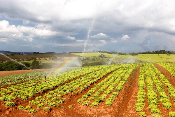 Irrigation Dans Plantation Laitue État Sao Paulo Brésil — Photo
