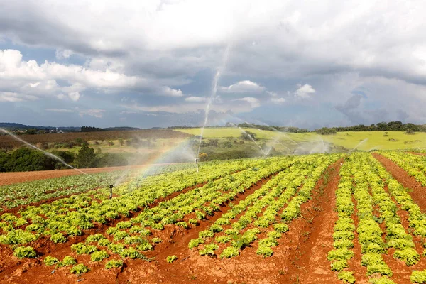 Bewässerung Salatplantagen Bundesstaat Sao Paulo Brasilien — Stockfoto