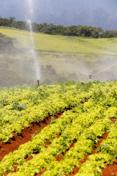 レタスのプランテーションで灌漑 ブラジルのサンパウロ州 — ストック写真