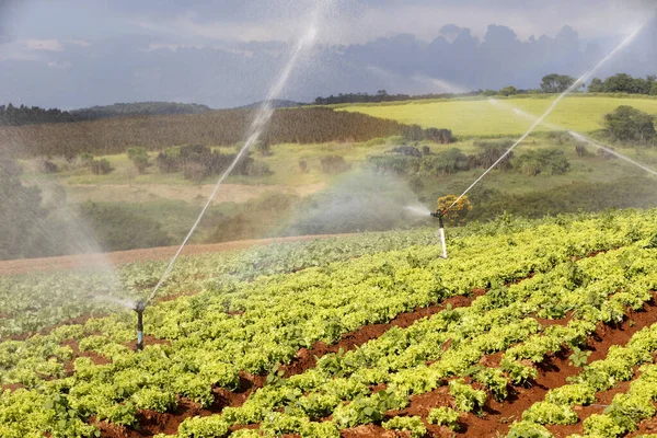 Bewässerung Salatplantagen Bundesstaat Sao Paulo Brasilien — Stockfoto