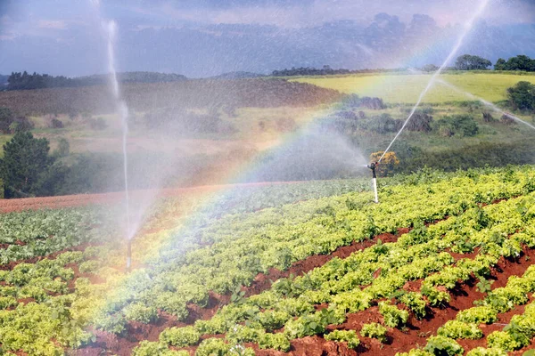 Arc Ciel Formé Gouttelettes Irrigation Dans Jardin Laitue État Sao — Photo