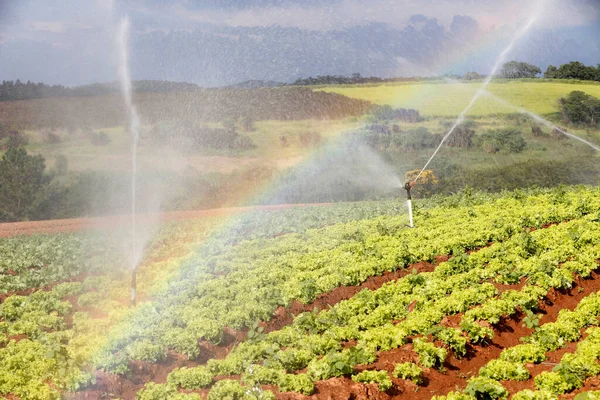 Regenbogen Geformt Durch Bewässerungstropfen Salatgarten Bundesstaat Sao Paulo Brasilien — Stockfoto