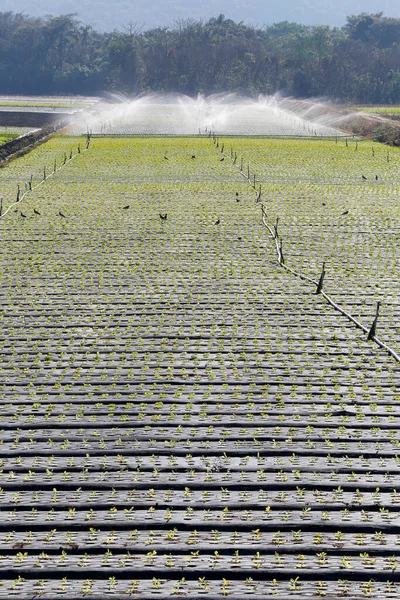 Irrigatiesysteem Werking Bij Het Planten Van Groenten Sao Paulo Staat — Stockfoto