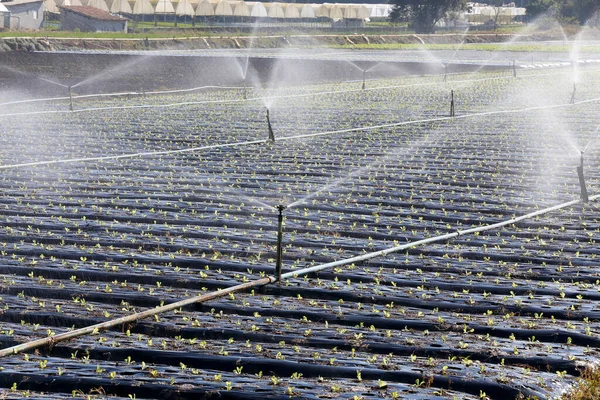Bewässerungssystem Aktion Bei Der Gemüseanpflanzung Sao Paulo Brasilien — Stockfoto